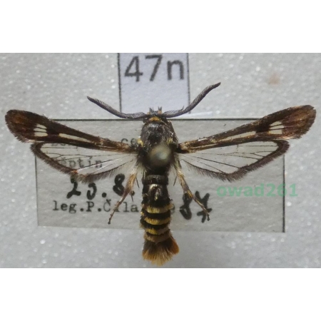 Pennisetia hylaeiformis (Laspeyres, 1801) Czech47n